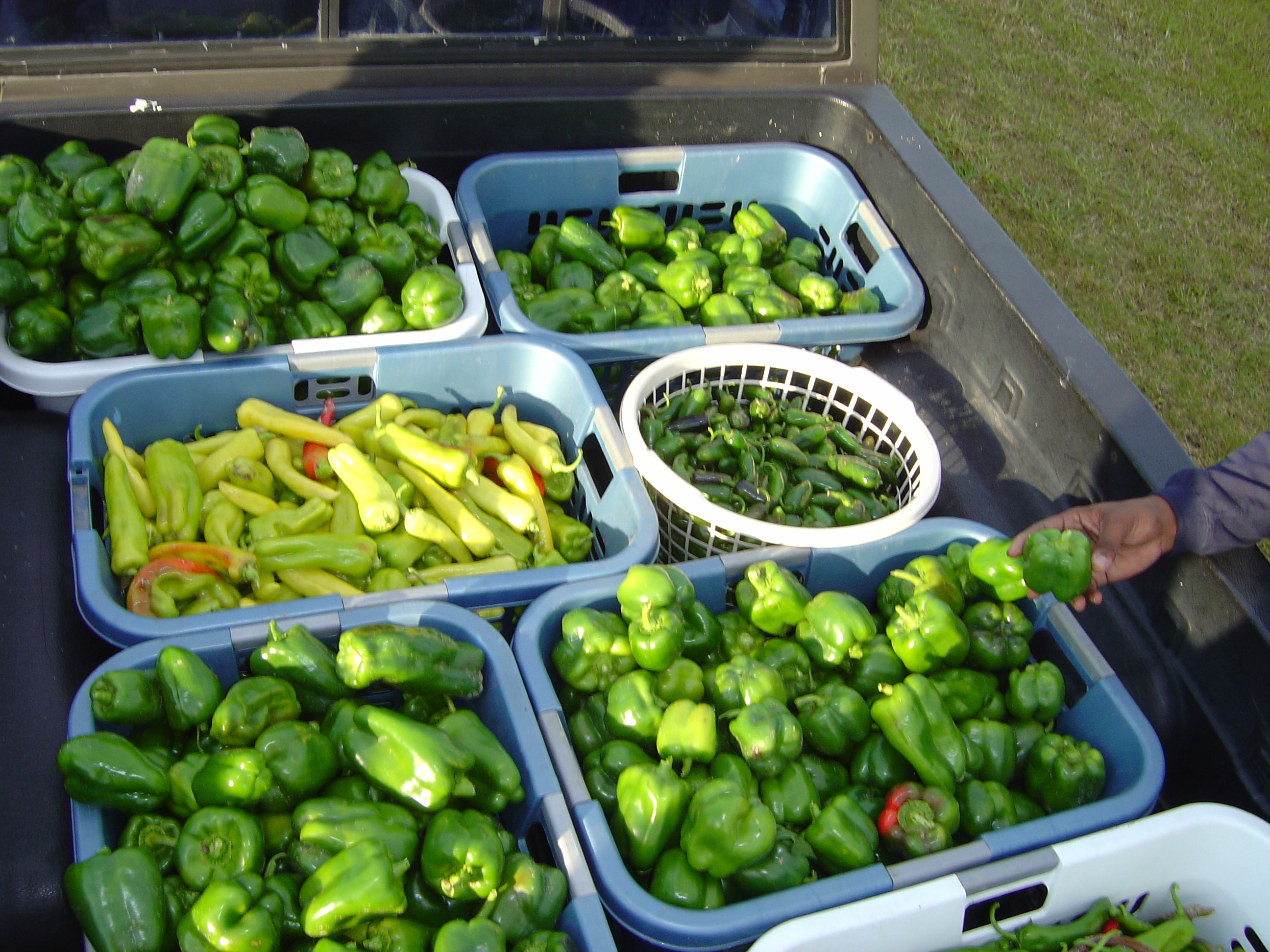 Transporting fresh produce  Photo by Mila BerhaneJPGJPG